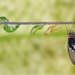 Transitoning from remote worker to freelancer like a butterfly