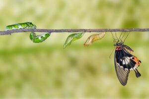 Transitoning from remote worker to freelancer like a butterfly