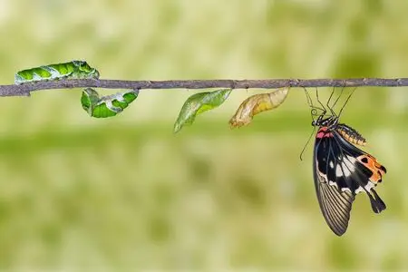 Transitoning from remote worker to freelancer like a butterfly