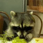 Racoon eating grapes