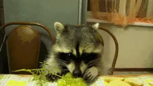 Racoon eating grapes